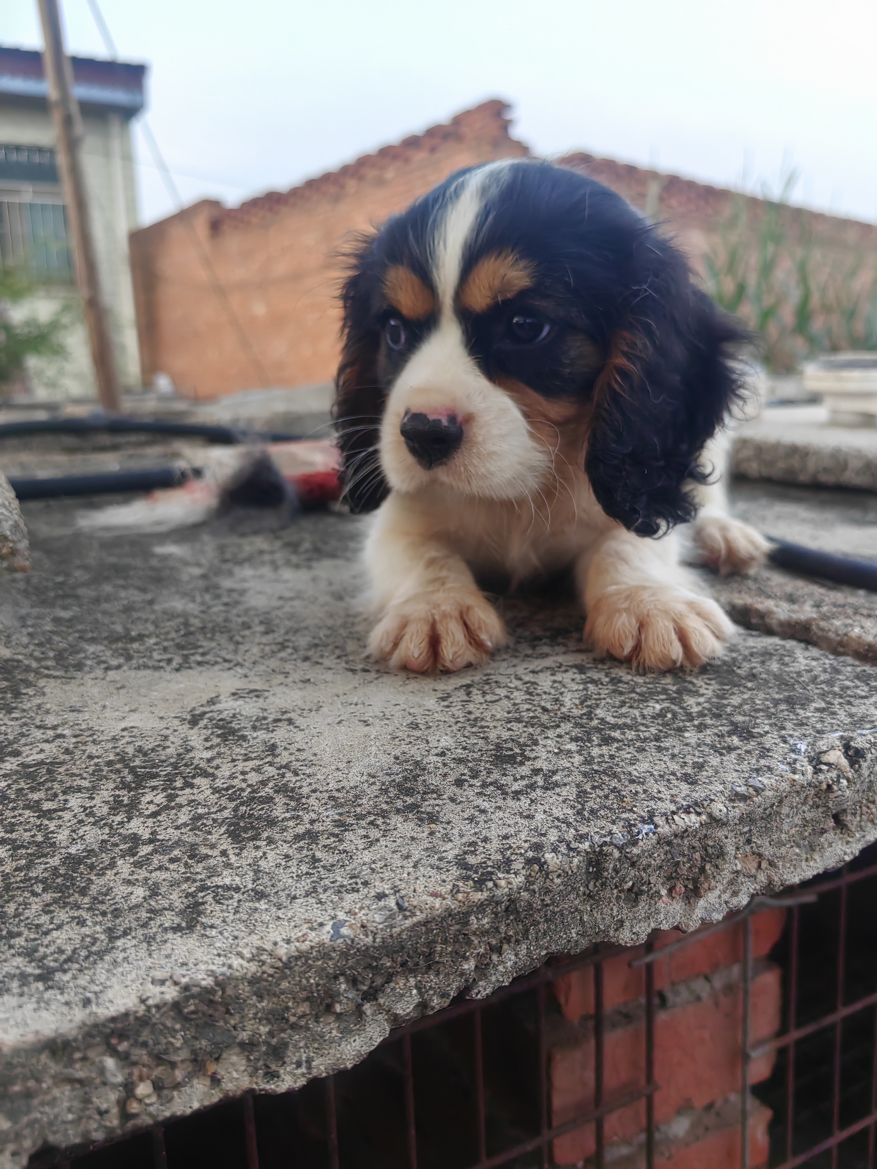 骑士查理王小猎犬温顺粘人